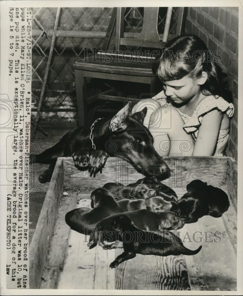 Dobermann with pups